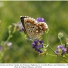 polyommatus corydonius daghestan female 2